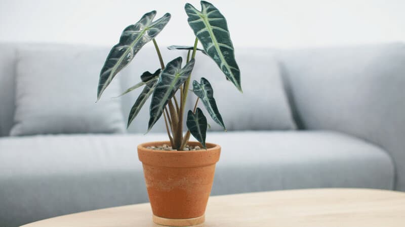 70 Best Plants for Living Room [2022] 23