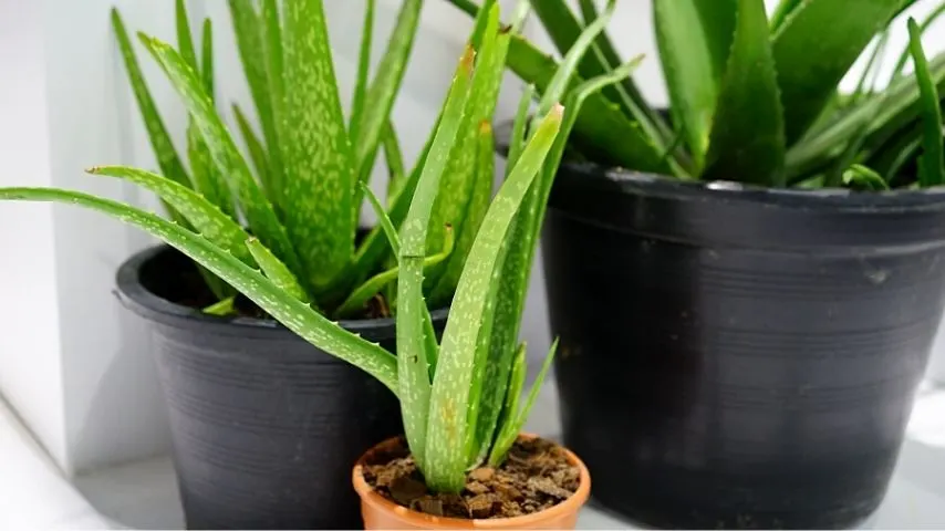Aloe Vera is another indoor-growing plant that thrives in an office with no windows