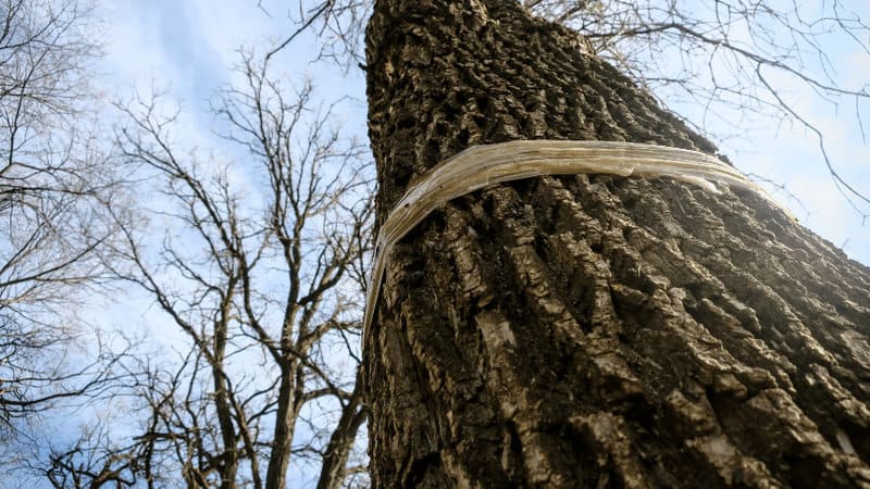 Banding is another option for repelling squirrels