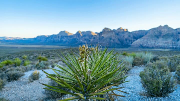 30 Best Plants for Desert Heat – Best Guide [2023]