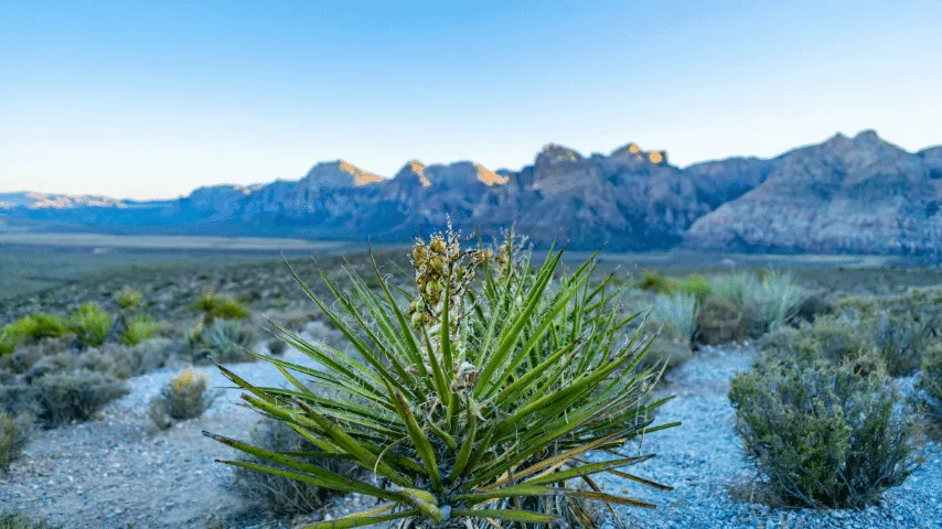 Best Plants for Desert Heat
