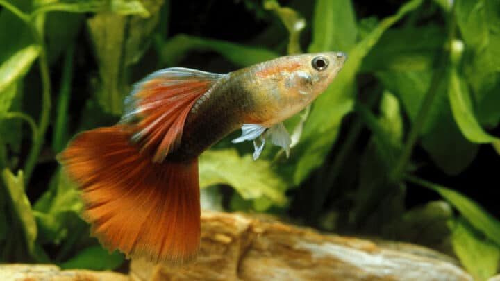 20 Best Plants For Guppies – Top List 2023