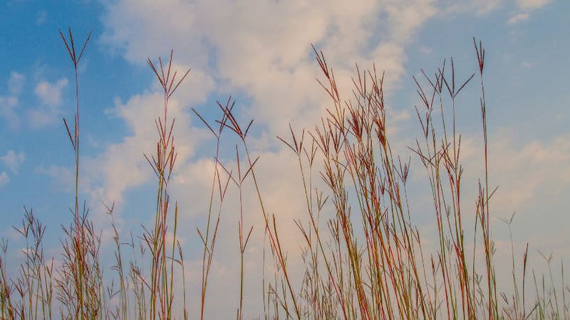 Big bluestem perfect ornaments for larger balconies with tons of direct sunlight