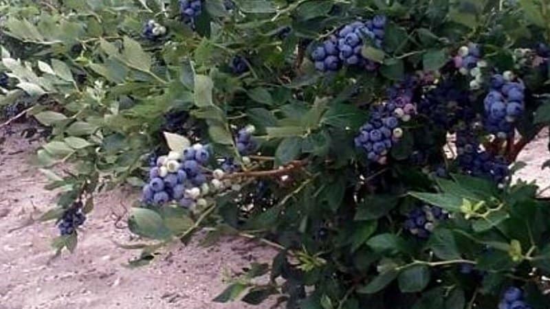 比洛克西是另一种灌木，有蓝色的浆果，你可以偶尔修剪