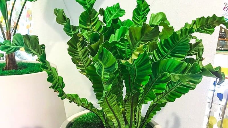 Bird's Nest Fern is another eye-catching plant to grow in a bathroom with no lights 