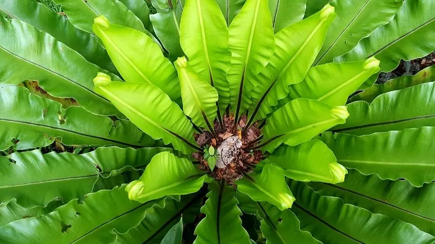Though the Bird’s Nest Fern can grow in an office without windows, make sure to keep the room humid