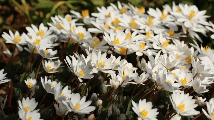 Bloodroot flower is a fantastic way to adorn spaces under trees and is suitable for various shaded places