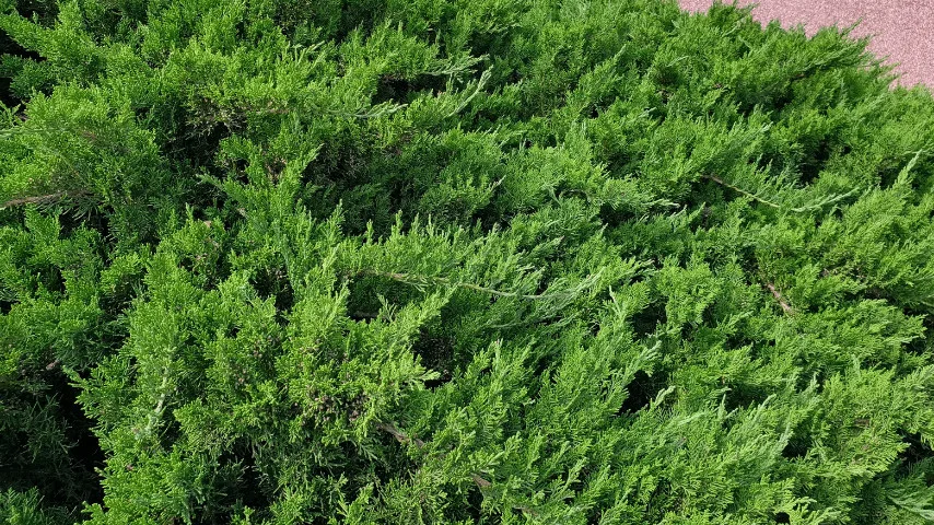 蓝色地毯杜松(Juniperus horizontalis Wiltonii)