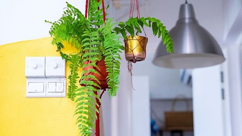 You can place the Boston Fern in doorways of an office with no windows