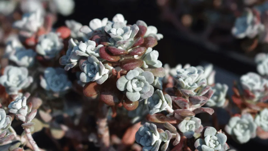 Broadleaf Stonecrop adapted to a dry climate and can tolerate poor nutrients suited for wall planters