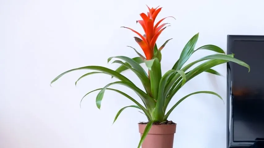 Bromeliad Guzmanias can liven up your office with no windows due to their vibrantly-colored blooms