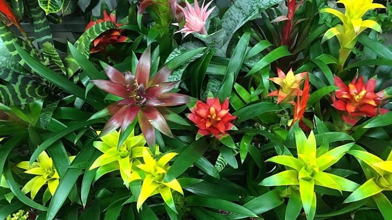 Bromeliads are colorful plants that you can grow in your offices with windows