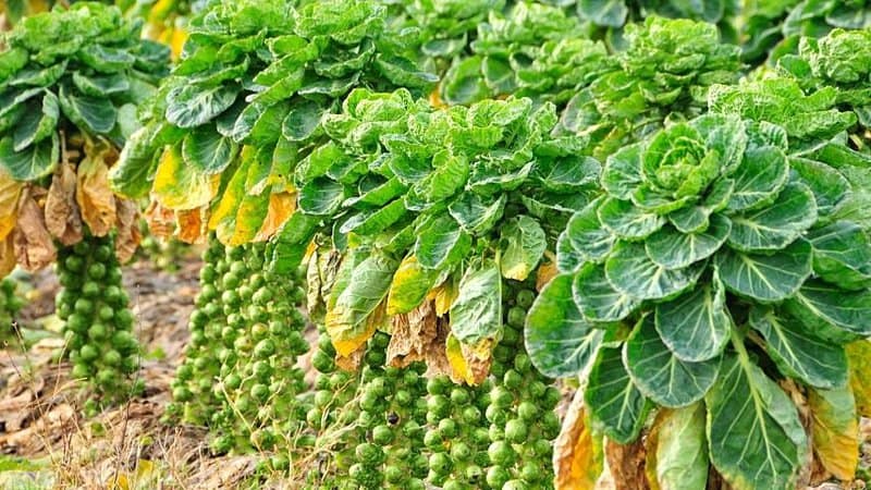 Though Brussel Sprouts are slow-growing vegetables, they can thrive in an aquaponics system