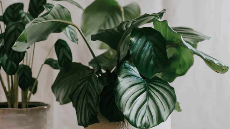 70 Best Plants for Living Room [2022] 20