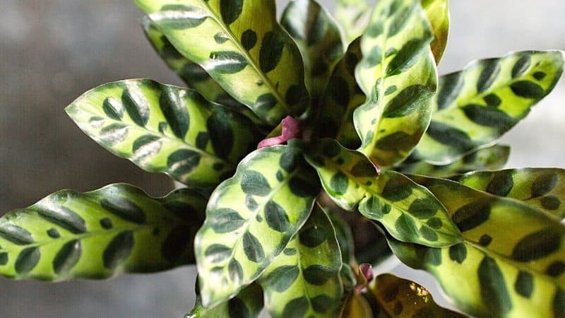Calathea is another low-maintenance and pet-safe plant that you can grow in a bathroom with no lights