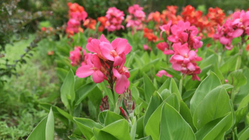 Canna Lily gorgeous plant with striking colors against lush-green foliage best for Balcony