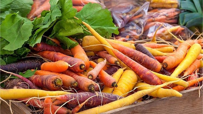 Carrots is a challenging vegetable to grow in an aquaponics system, but achievable if you thoroughly follow the instructions for its care