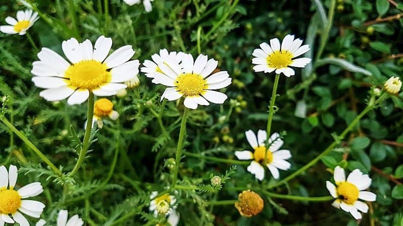 Various varieties of Chamomile can be grown in an aquaponics system
