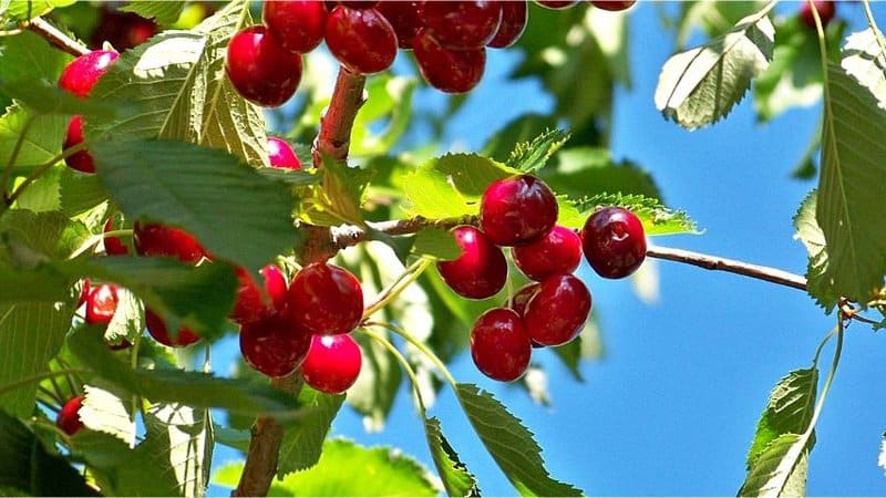 Cherries can be grown in an aquaponics system if you're able to meet its high nutrient requirement