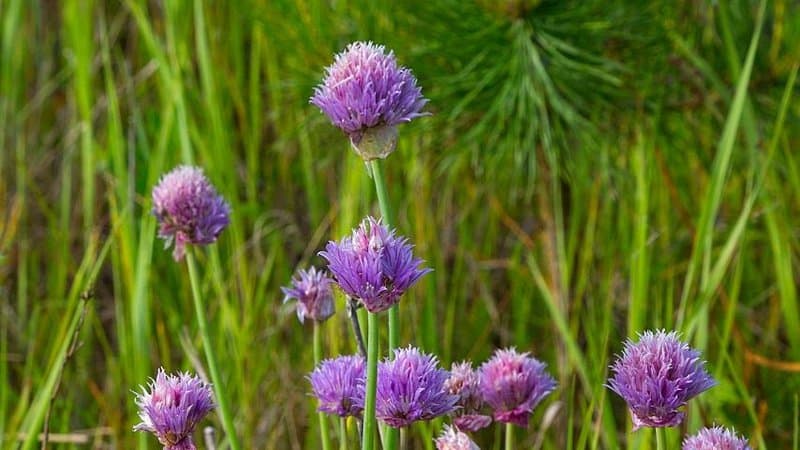 Chives, with its purple edible flowers, require only a few nutrients for it to thrive in an aquaponics system
