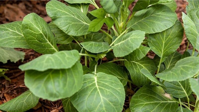 Collard Greens is another low-nutrient requiring plant you can grow in an aquaponics system
