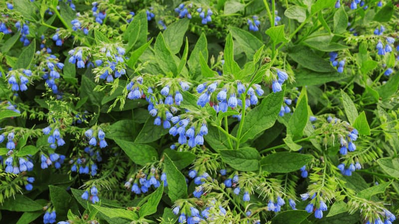 Comfrey plants are popular for covering spaces among shrubs and may thrive beneath the trees
