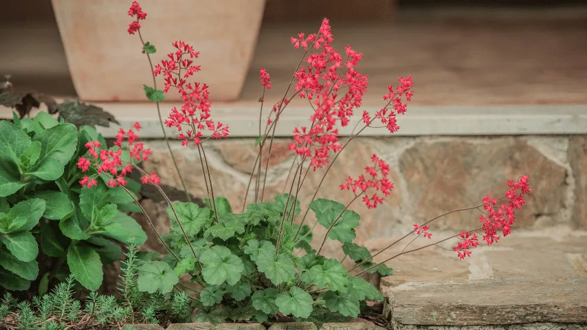 Coral bells can brighten any under-tree space with their gorgeous leaves and vibrant flowers