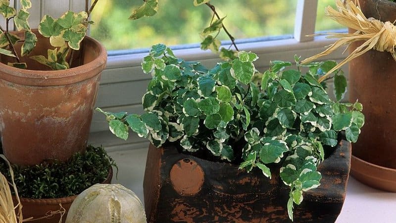 Creeping Fig is a great plant to grow a green wall in your bathroom with no lights