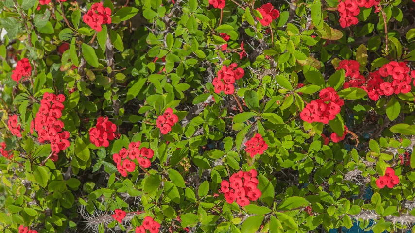 Crown of Thorns produces clusters of pink and red flowers great for wall protection