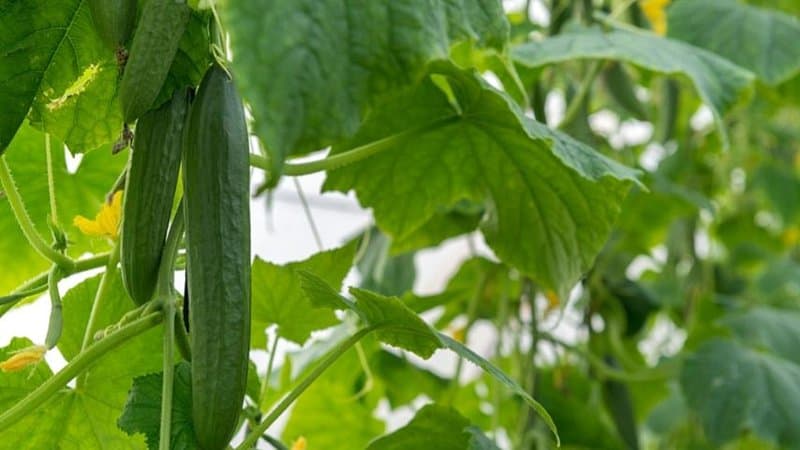 The extensive roots of the Cucumber is one reason why this vegetable thrives in an aquaponics system