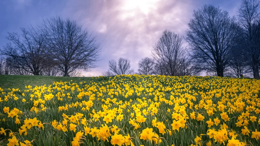 Daffodils may brighten up the dull space beneath your trees