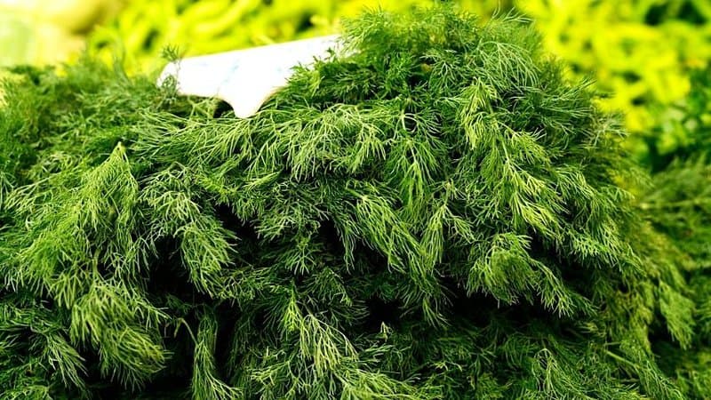 Dill is another herb with medicinal properties that you can easily add to your aquaponics plant collection