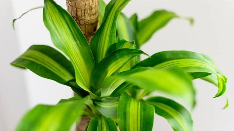 Dracaena have spiky foliage in various shapes, colors, and sizes that spruces up your office with windows