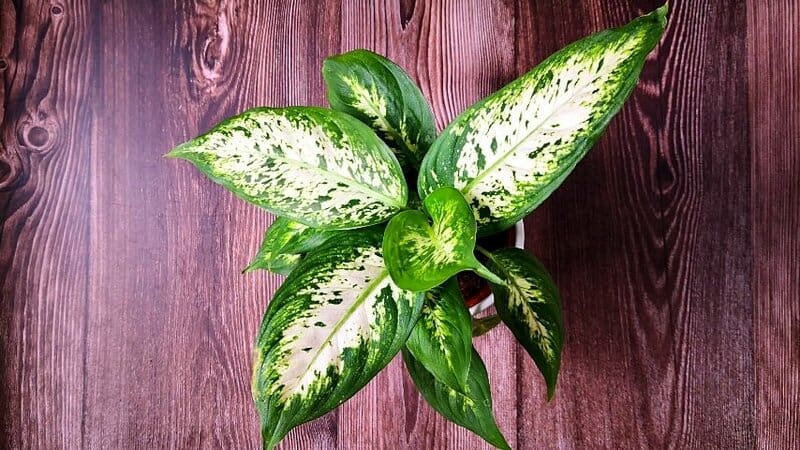 Dumb Cane Plant, though you can grow it in a bathroom with no lights, is not the best plant for those who have cats as pets