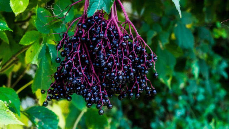 Elderberry for someone who enjoys a roof-top garden, can enjoy its fragrant flowers and delicious fruits