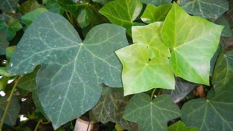 English Ivy (Hedera Helix), though it's commonly planted as groundcover, can easily invade neighboring plants and trees