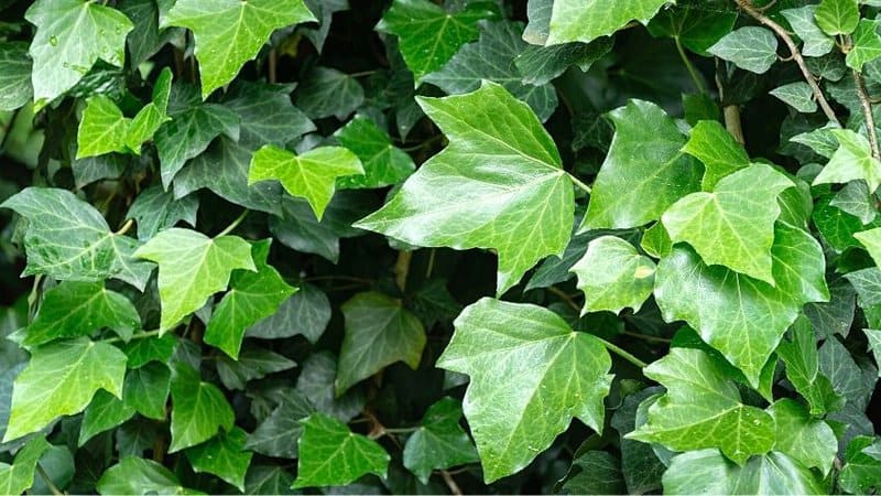 Planting English Ivy (Hedera Helix) in a coco-lined basket will help boost its growth