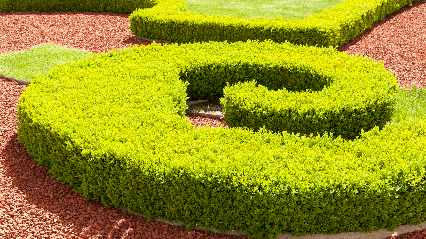 Enjoy the privacy of a boxwood hedge right on your balcony