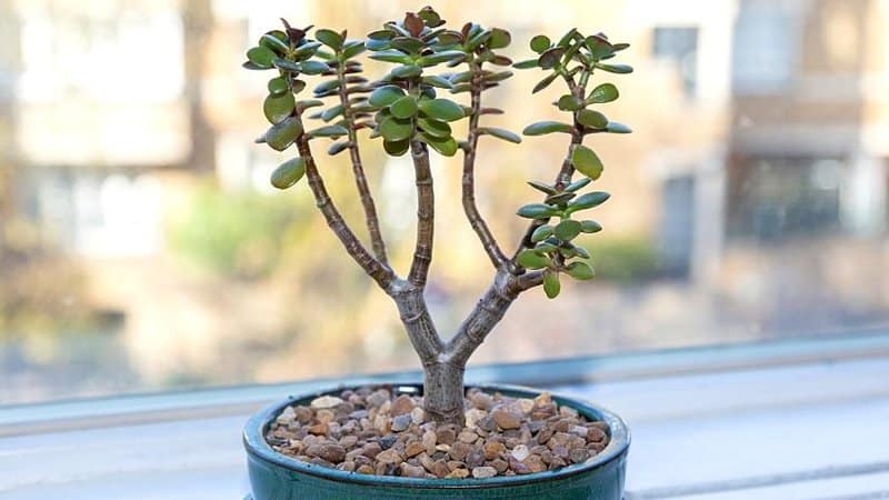Even if the climate, temperature, and humidity changes, the amount of water the Jade plant needs stays the same