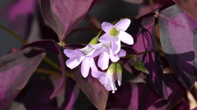 False Shamrock is another low-maintenance plant you can grow in an office with windows