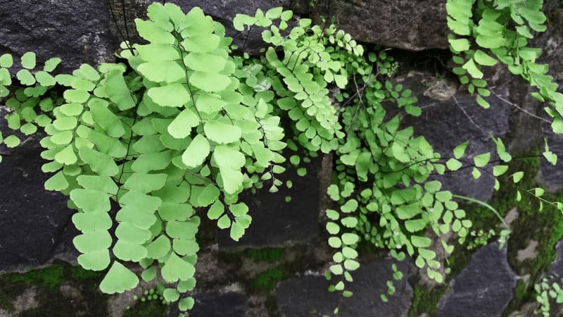 蕨类植物的小叶非常小，非常适合墙壁种植