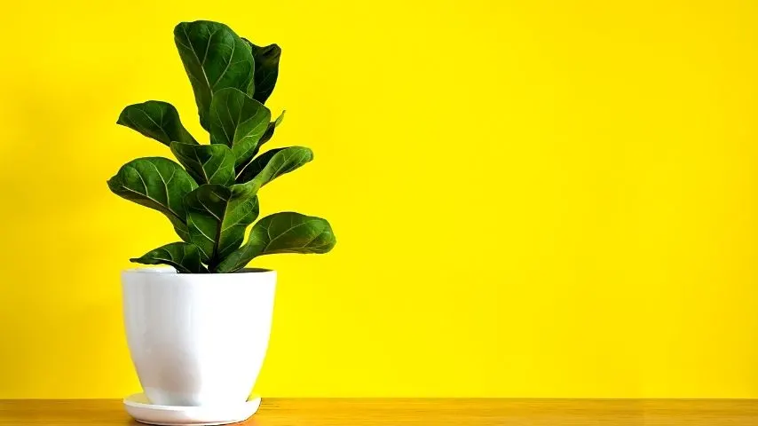 Ficus Lyrata is standard indoor-growing plant you can place in an office with no windows