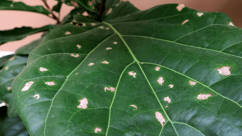 Fiddle leaf fig is quite a hardy plant and there are very few pests that affect it