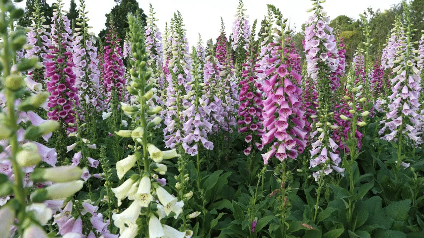 Foxglove plants are suitable for planting in dark locations because they appreciate the shaded surroundings under trees