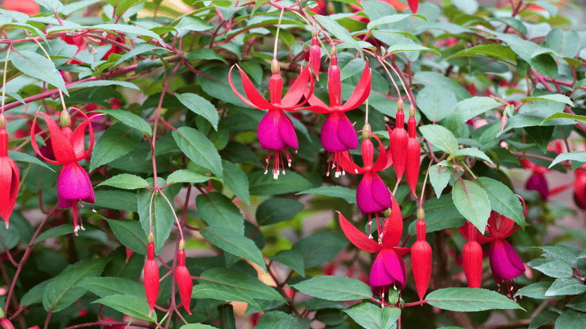 Fuchsia love shade, if you have limited sunlight on your balcony, then this plant is the right fit for you