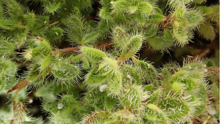10 Fuzzy Plants – Best Fuzzy Plant List