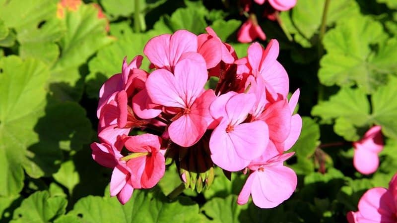 You can place the Geraniums (Pelargoniums) in an area with partial to full sunlight if you're using coco-lined hanging baskets