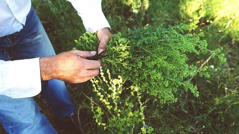 Harvest your oregano plant more often to make it grow more even after sprouting