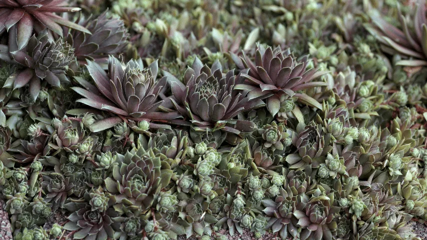 Hens and Chicks ideal for filling in gaps among rocks or areas beneath your trees