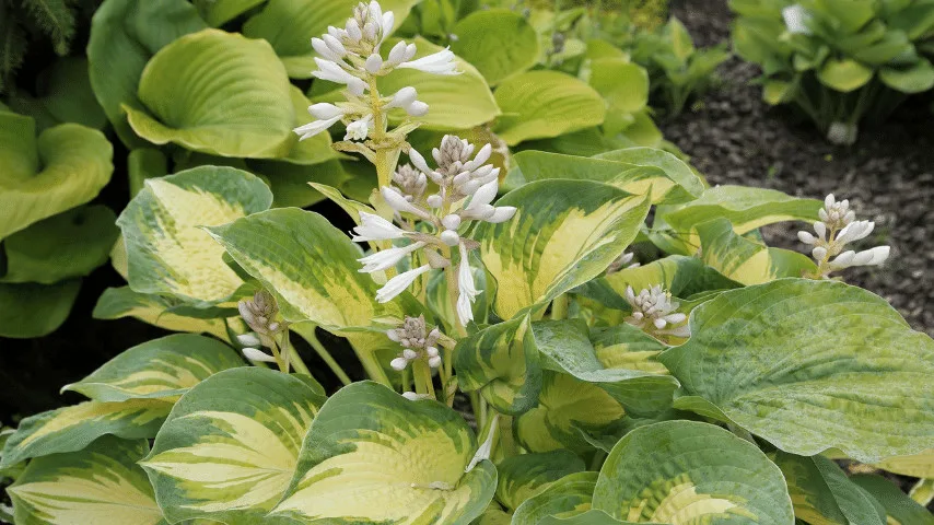 Hostas freeze in cold season and regrow in spring great for wall planters